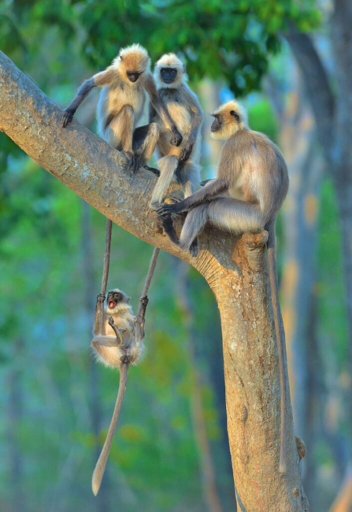 8.Fun For All Ages by Thomas Vijayan Nikon Comedy Wildlife Awards 2020