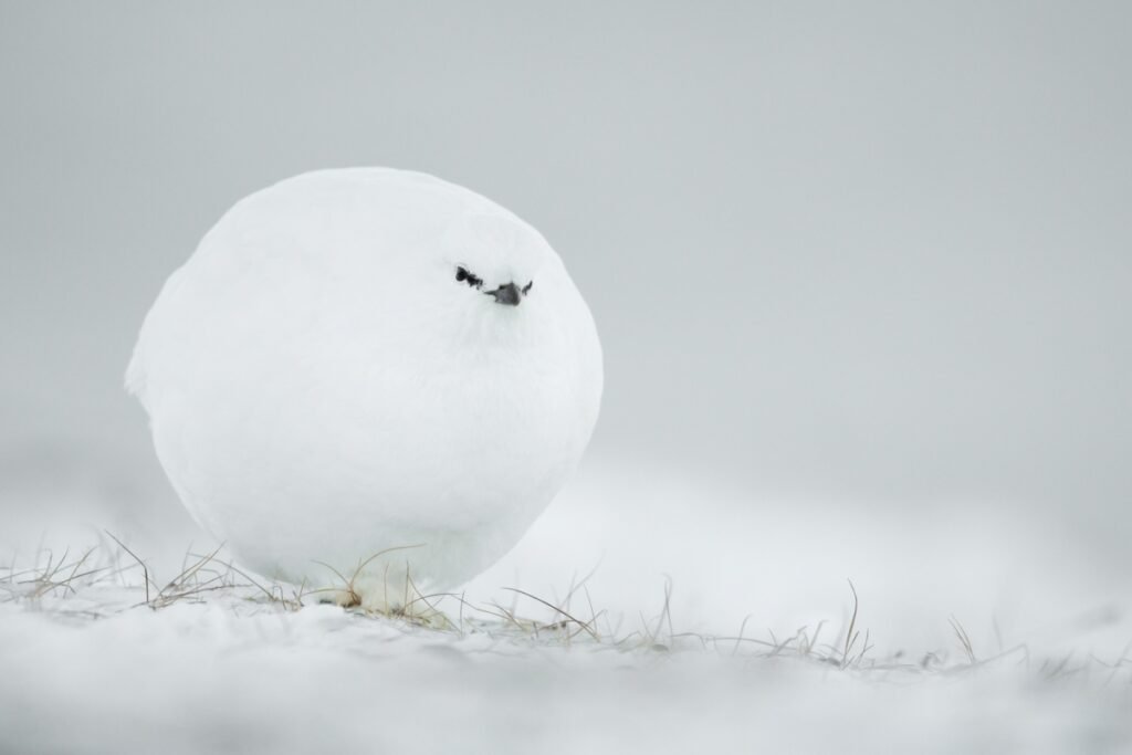 9.Snowball by Jacques Poulard Nikon Comedy Wildlife Awards 2023