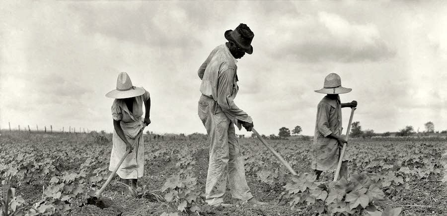 11.Coltivazione con la zappa nel sud Alabama 1936