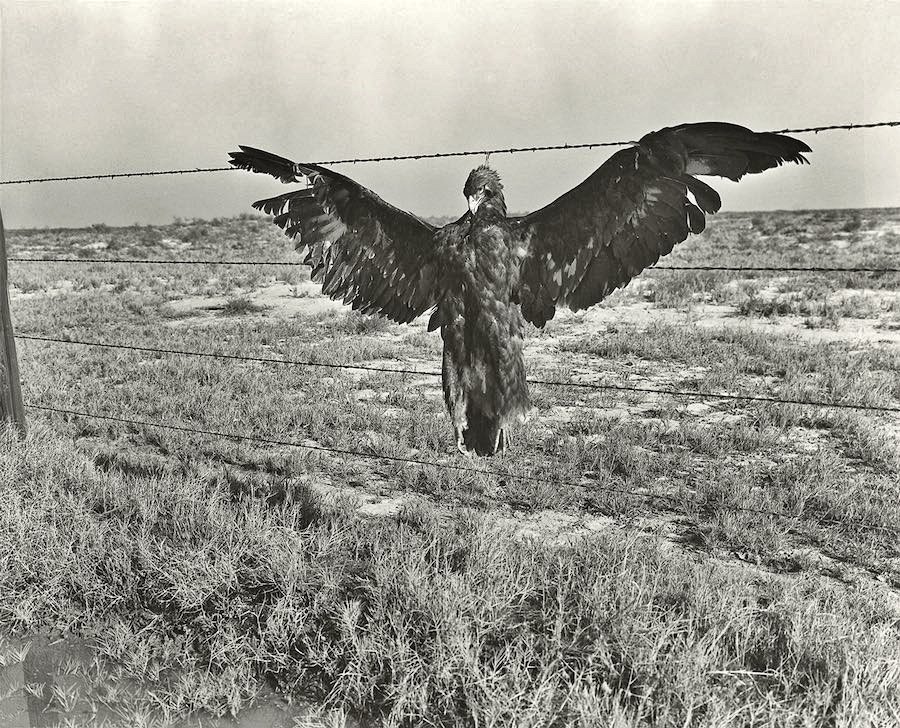 3.Unaquila. California1936