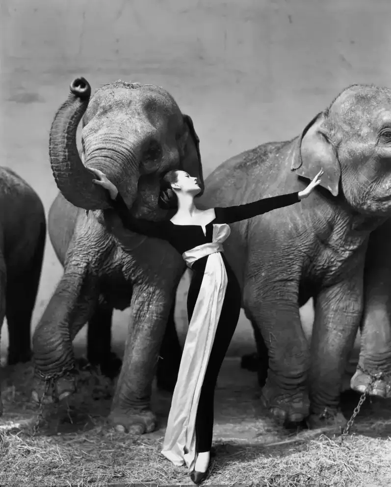 19.Richard Avedon. Dovima with elephants 1955 1
