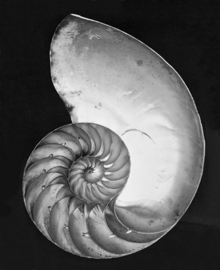21.Nautilus Shell 1927 by Edward Weston edit