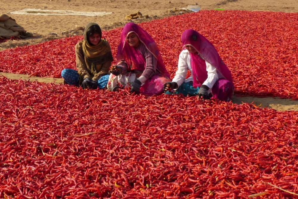 Saha Deepanjana India gastronomia 2018