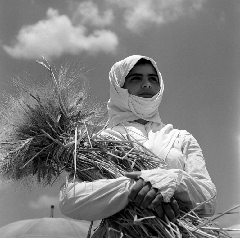22.Una giovane donna sarda impegnata nella mietitura del grano avvolta nel tipico fazzoletto tradizionale. Sardegna 1956. Jean Dieuzaide