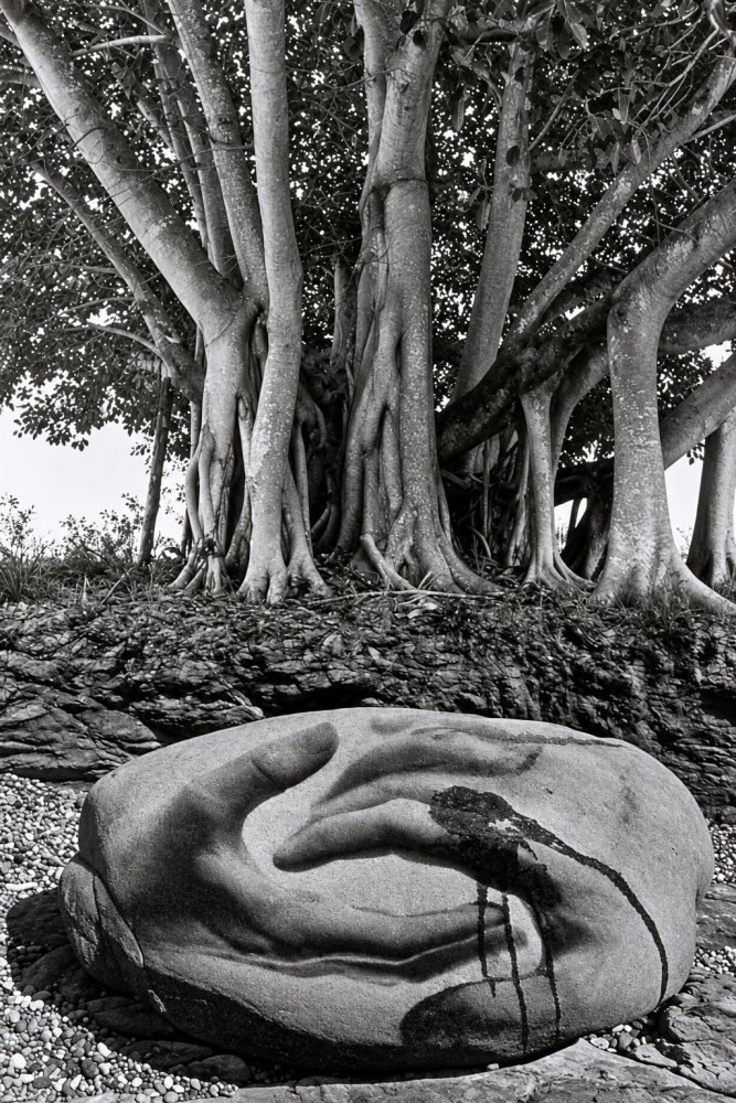 11.Untitled Rock Hands Banyan Tree 1970. Jerry Uelsmann